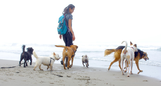 Dog Walker Shelly Leong, walking dogs at the beach in San Fransico